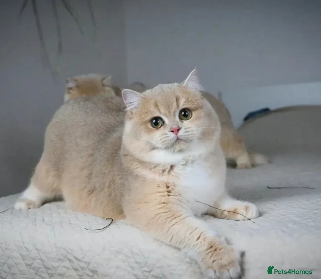 British Shorthair cats for sale: Tica registered ACTIVE queen - Advert 3