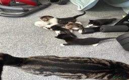 British Shorthair cats for sale: mixed tabby, black and white kittens  - Image 28