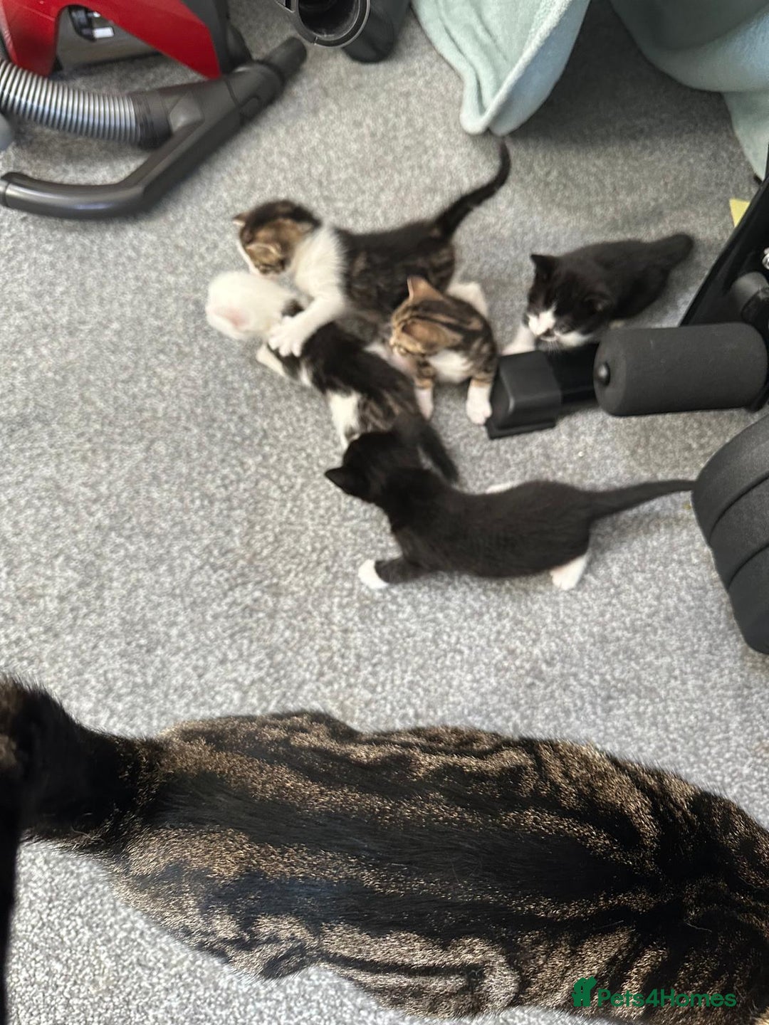 British Shorthair cats for sale: mixed tabby, black and white kittens  - Image 28
