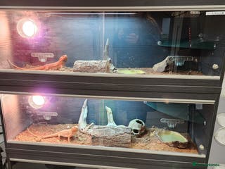 Dragon reptiles X2 bearded dragons and complete set up - Advert 1