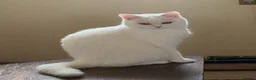 British Shorthair cats for sale:   Beautiful White British Shorthair Kitten  - Advert 2