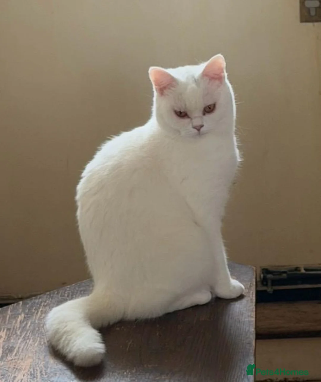 British Shorthair cats for sale:   Beautiful White British Shorthair Kitten  - Advert 2