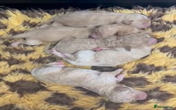 Cavapoochon dogs for sale: Stunning Cavapoochons ready now  - Image 7