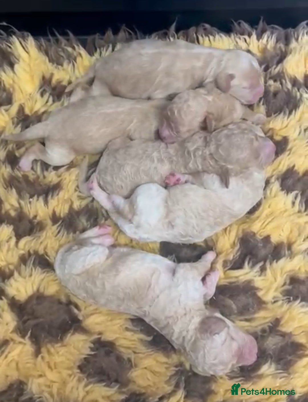 Cavapoochon dogs for sale: Stunning Cavapoochons ready now  - Image 7