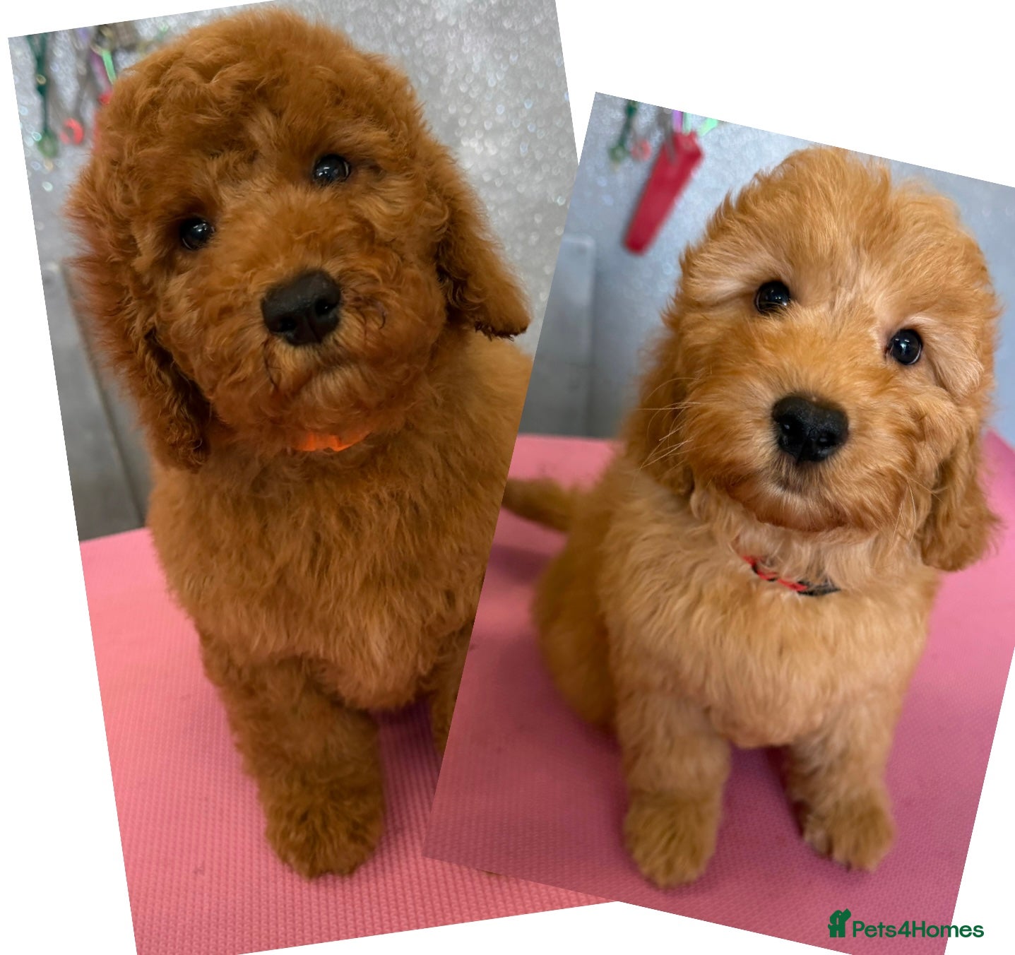 Cockapoo dogs 2 lovely Boys, F1b Cockapoos, DNA tested parents  - Advert 1