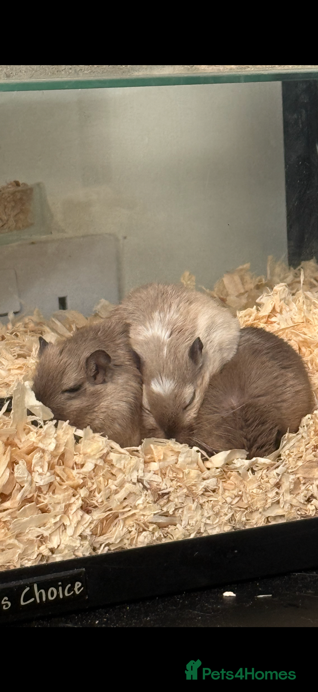 Gerbil rodents for sale: 3 female gerbils  - Advert 1