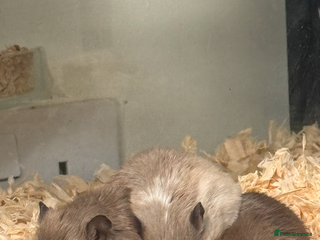 Gerbil rodents 3 female gerbils - Advert 1