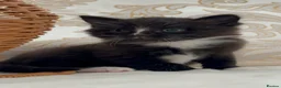 Domestic Shorthair cats for sale: Adorable Tuxedo Kittens Looking For New Homes - Advert 16