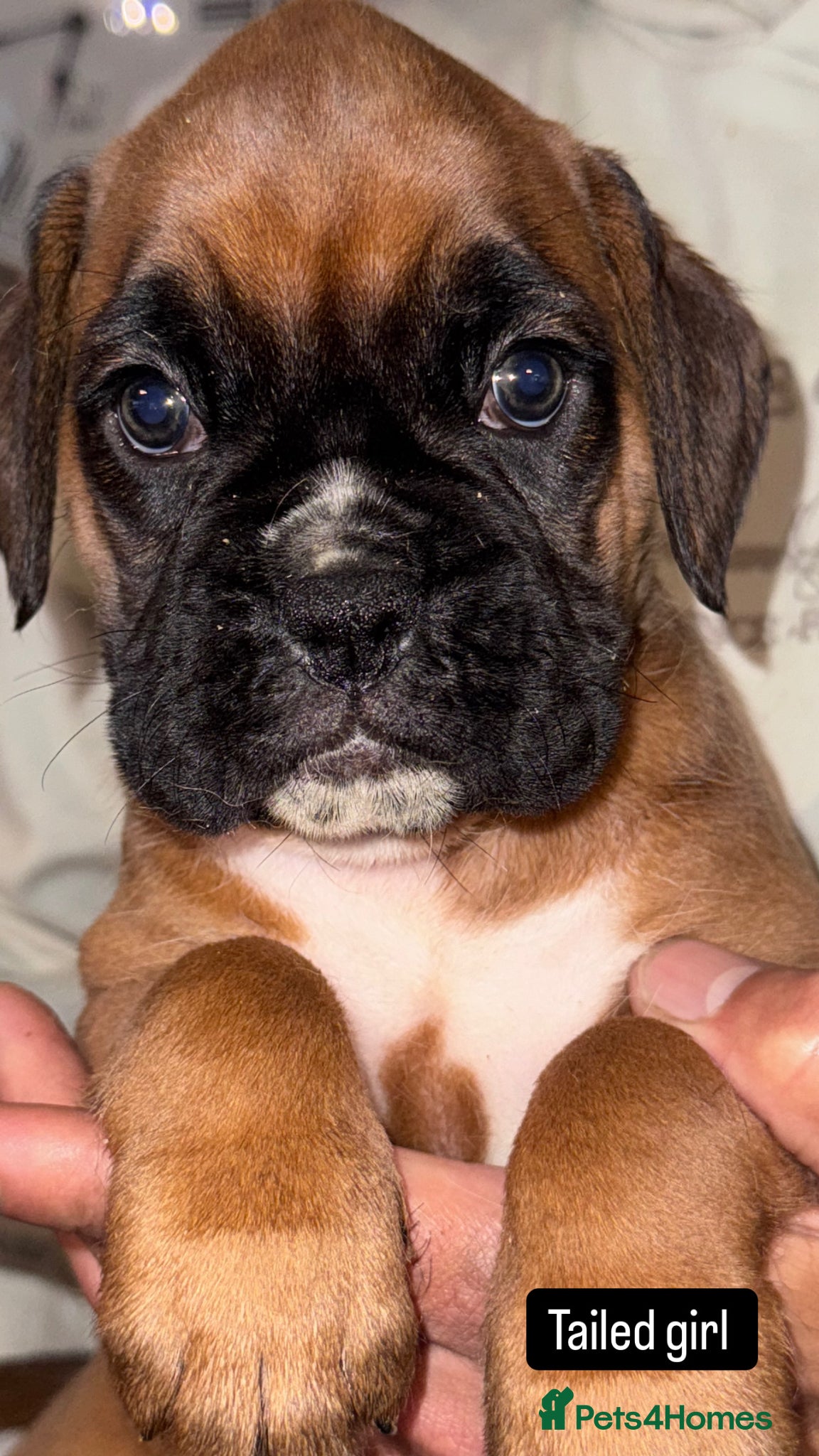 Boxer dogs Bobtail Kennel Club Registered Boxer Puppies - Advert 2