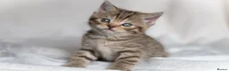 Scottish Fold cats for sale: 🐾Scottish Fold & Straight Kittens, 4Girls, 1Boy  - Advert 13