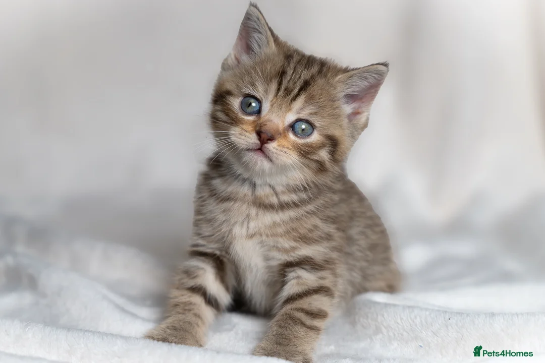 Scottish Fold cats for sale: 🐾Scottish Fold & Straight Kittens, 4Girls, 1Boy  - Advert 13