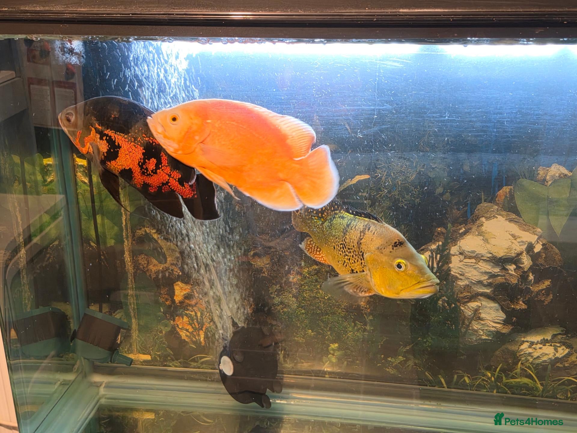 Cichlids fish for sale: Chilli red Oscar & Tiger Oscar  - Advert 14