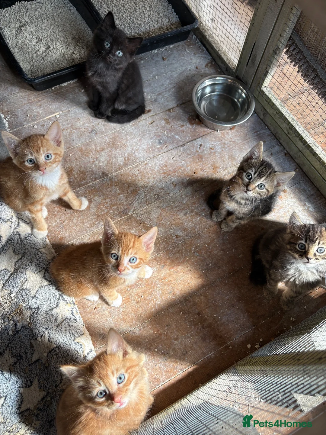 Mixed Breed cats for sale: KITTENS LOOKING FOR HOMES in Malton - Advert 1