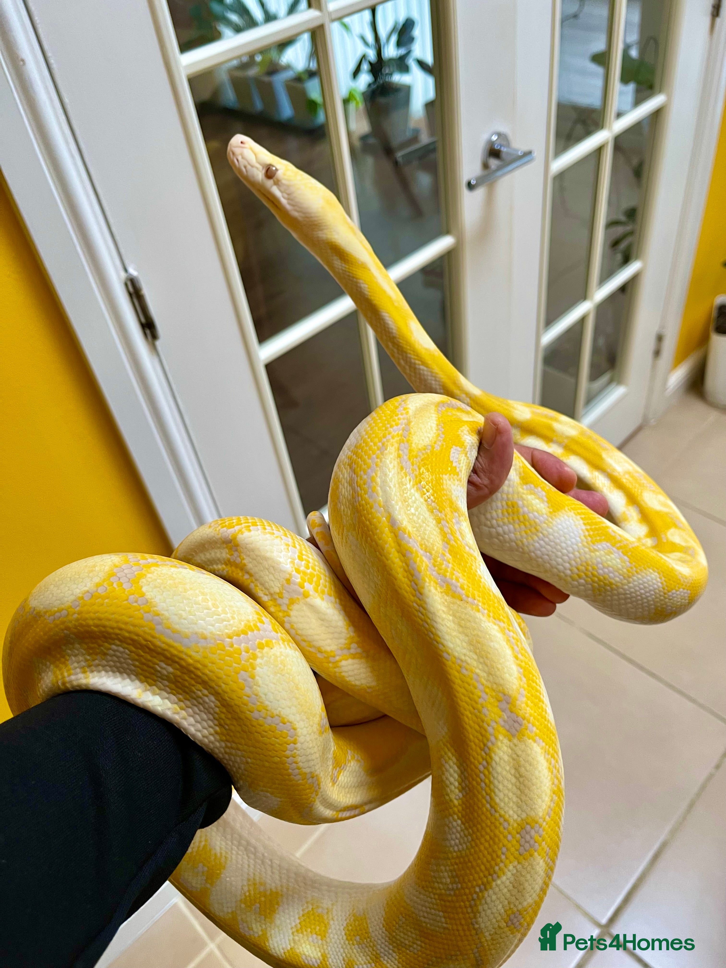 Snake reptiles SD Reticulated python - Advert 1