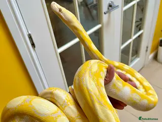 Snake reptiles SD Reticulated python - Advert 1