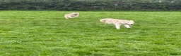 Siberian Husky dogs for sale: Male rehome: looking for a new home - Advert 4