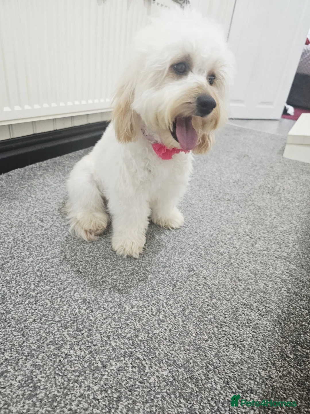 Cockapoo dogs for sale: Gorgeous Family Raised Cockapoo Puppies For Sale in Leicester - Advert 6