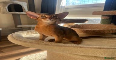 Abyssinian cats Beautiful Abyssinians kittens - Advert 18
