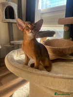 Abyssinian cats Beautiful Abyssinians kittens - Advert 2