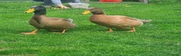 Ducks poultry for sale: 2x Orpington Drakes in Wakefield - Advert 2