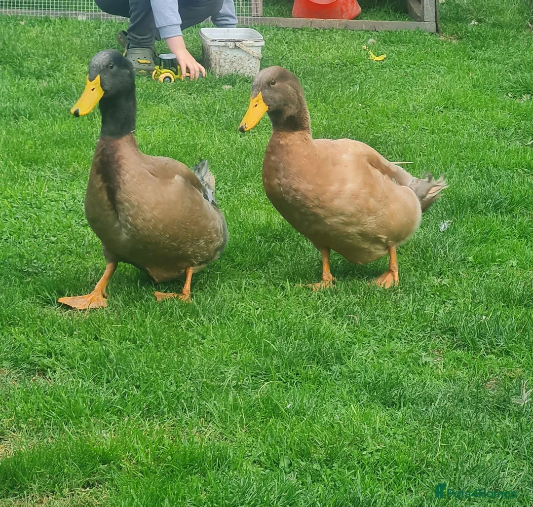 Ducks poultry for sale: 2x Orpington Drakes in Wakefield - Advert 2