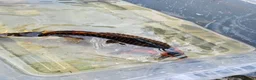 Koi Carp fish for sale: Mix of koi carp/sturgeon and tench for sale in Leeds - Advert 14