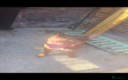 Mixed Breed dogs for sale: Male XL - Advert 2