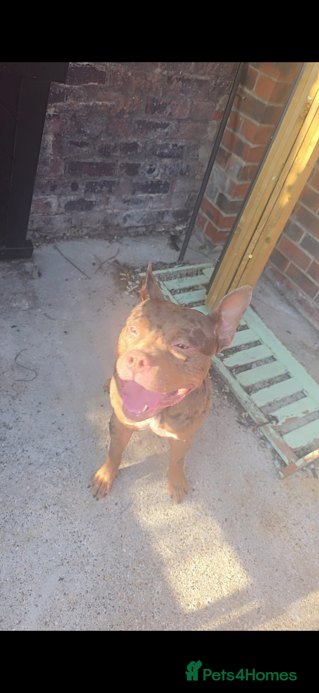 Mixed Breed dogs for sale: Male XL - Advert 2