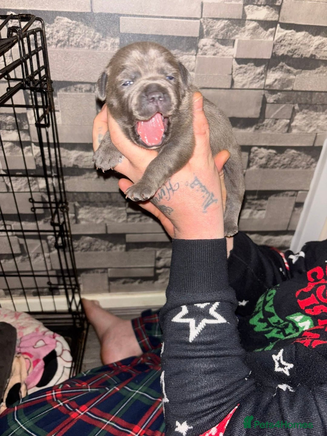 Staffordshire Bull Terrier dogs for sale: Two male four female - Advert 26