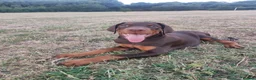 Dobermann dogs for sale: Adorable Doberman puppies  - Advert 2