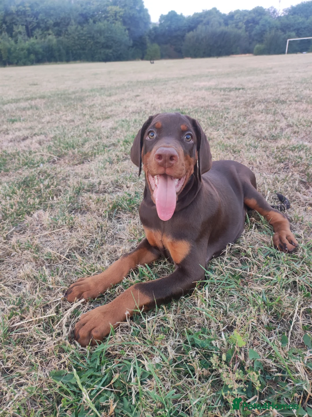 Dobermann dogs for sale: Adorable Doberman puppies  - Advert 2