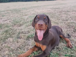Dobermann dogs Adorable Doberman puppies - Advert 2