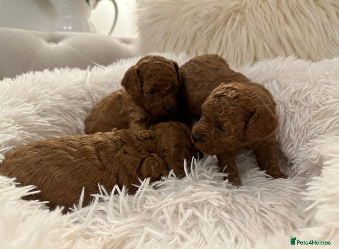 Cavapoo dogs for sale: STUNNING DEEP RED CAVAPOO PUPPIES  - Image 6