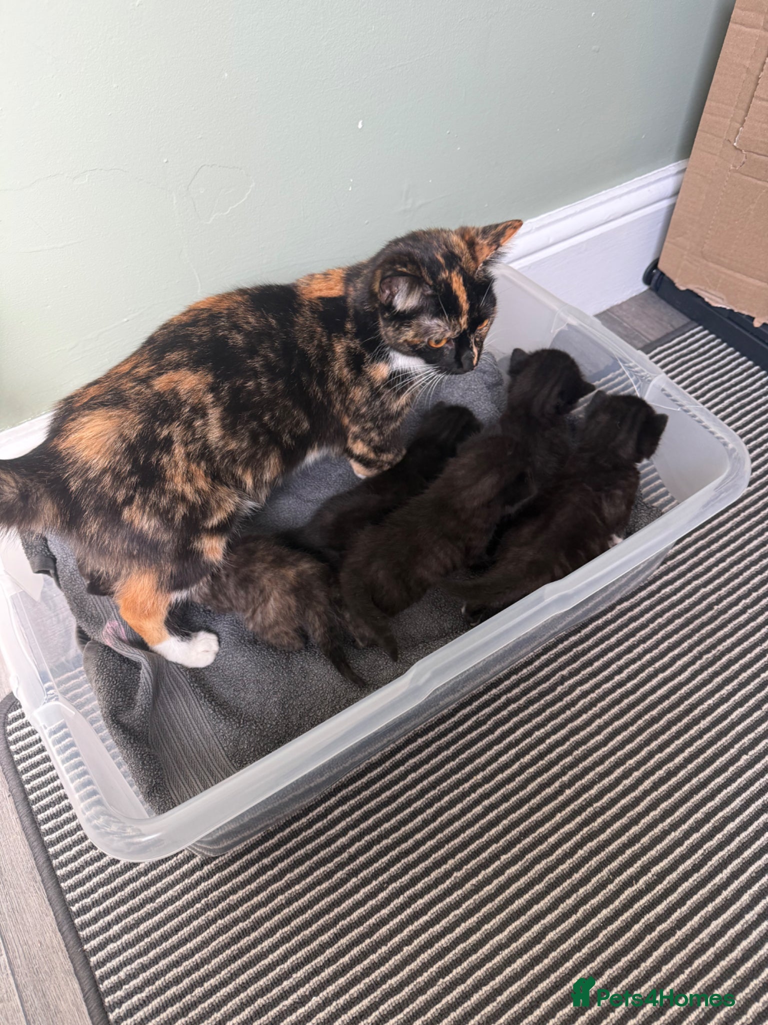 Mixed Breed cats 3 Kittens looking for homes! - Advert 18