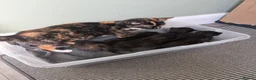Mixed Breed cats for sale: 3 Kittens looking for homes! in Ilkeston - Advert 1