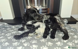 Cockapoo dogs for sale: Health tested show type cockapoo puppies! - Image 22