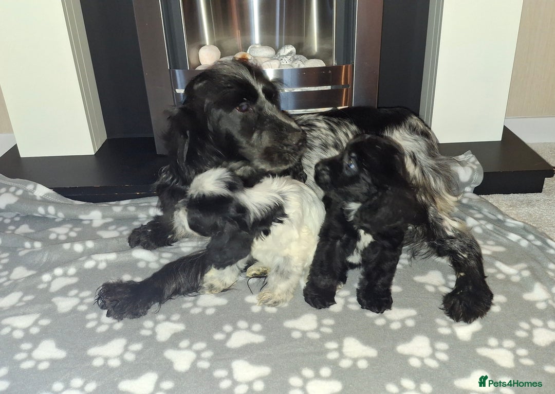 Cockapoo dogs for sale: Health tested show type cockapoo puppies! - Image 22