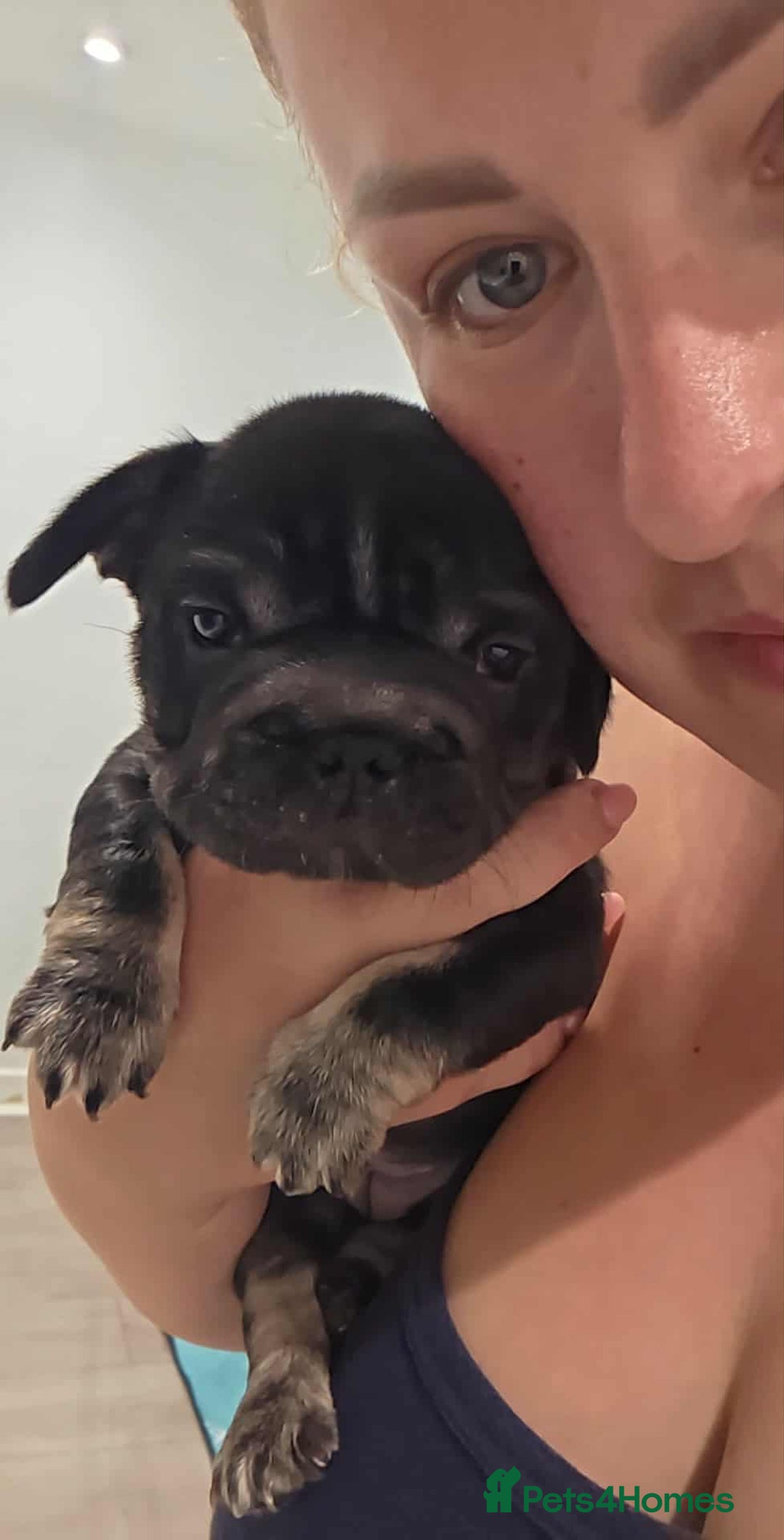 French Bulldog dogs for sale: French bulldog  - Image 8