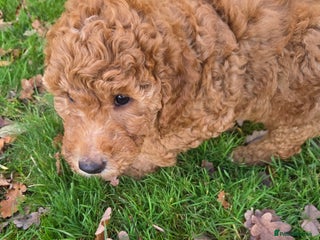 Goldendoodle dogs DNA Tested F1B Goldendoodle Puppies - Advert 2