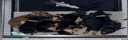 Dachshund dogs for sale:  DACHSHUND PUPPIES!! BEAUTIFUL AND HEALTHY - Advert 2