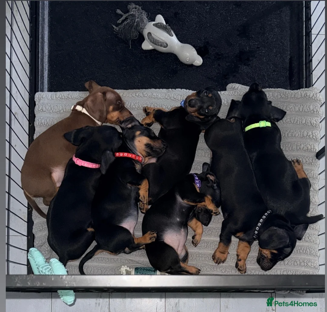Dachshund dogs for sale:  DACHSHUND PUPPIES!! BEAUTIFUL AND HEALTHY - Advert 2