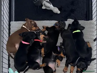 Dachshund dogs DACHSHUND PUPPIES!! READY SOON!!! - Advert 16