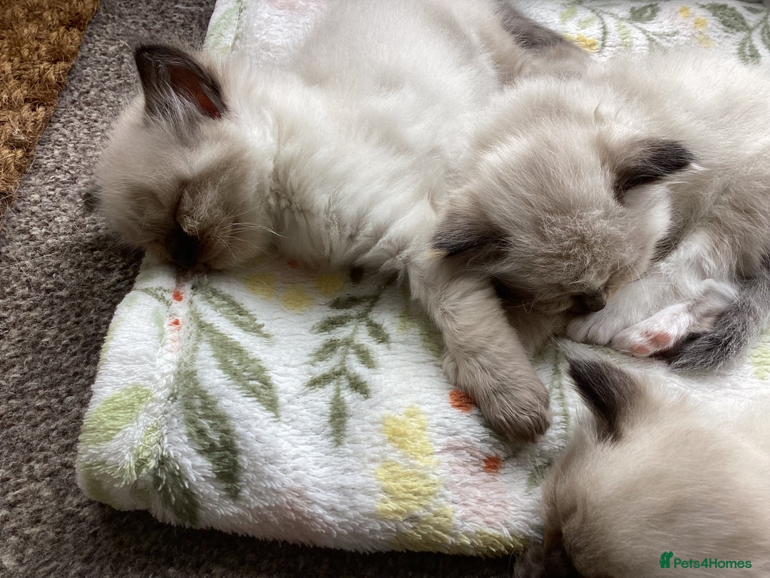 Ragdoll cats for sale: Adorable Ragdoll Kittens - Image 7