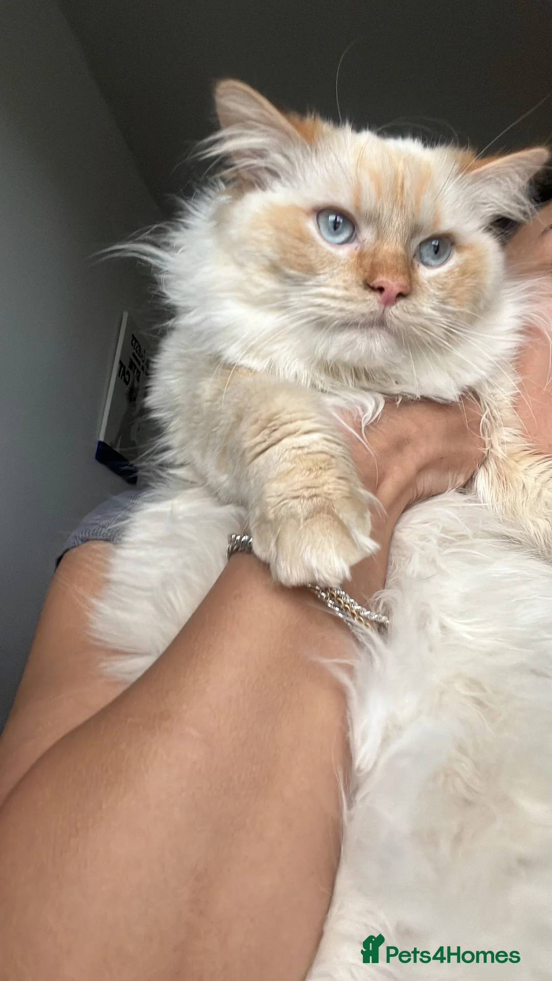 Ragdoll cats for stud: 🐾 Ragdoll Stud Cat Available – Suki - Advert 3