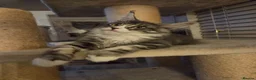 Maine Coon cats for sale: Top quality Mainecoon girls..Tica reg  - Advert 3