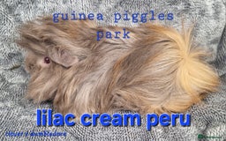 Guinea Pig rodents for sale: Male peruvian guinea pig babies  in Saltburn-by-the-Sea - Image 6