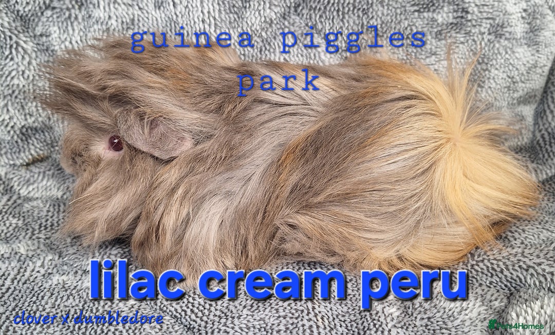 Guinea Pig rodents for sale: Male peruvian guinea pig babies  in Saltburn-by-the-Sea - Image 6