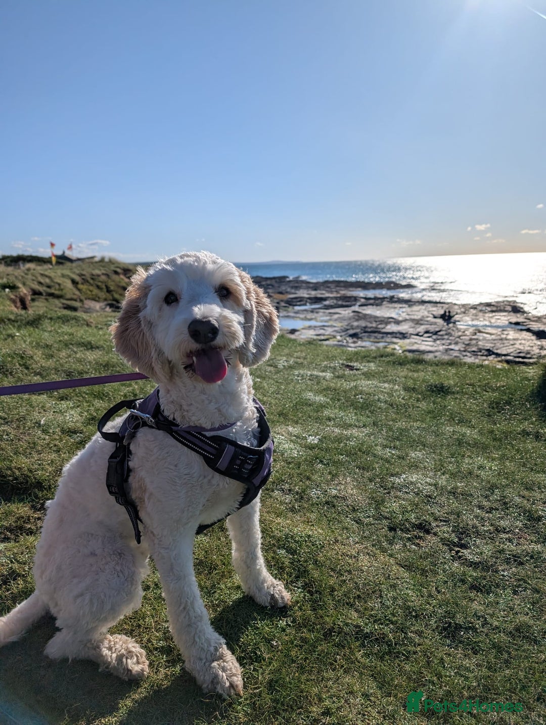 Cavapoo dogs for sale: Loveable two year-old Cavapoo Dolly - Advert 9