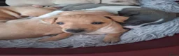 Italian Greyhound dogs for sale: Super cute KC Registered Italian greyhounds  - Advert 1