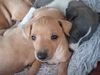 Italian Greyhound dogs Super cute KC Registered Italian greyhounds - Advert 2